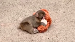 Mladunče Panč puni godinu dana, čestitke stižu iz cijelog svijeta (VIDEO)