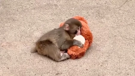 Mladunče Panč puni godinu dana, čestitke stižu iz cijelog svijeta (VIDEO)