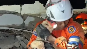 Pas preživio 29 dana pod ruševinama nakon zemljotresa u Venecueli (VIDEO)