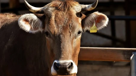 Horor kod Šipova: Komšija nakon svađe sjekirom nasrnuo na pet krava