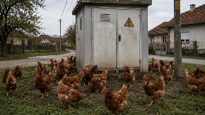 Nije šala: Elektrodistribucija građanima dijeli 6.000 koka nosilja