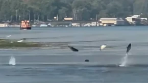 Nesvakidašnji prizor: Ribe izlijetale iz vode na Dunavu (VIDEO)