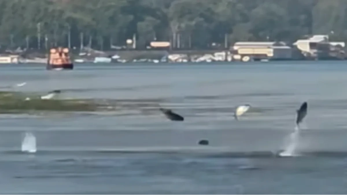 Nesvakidašnji prizor: Ribe izlijetale iz vode na Dunavu (VIDEO)