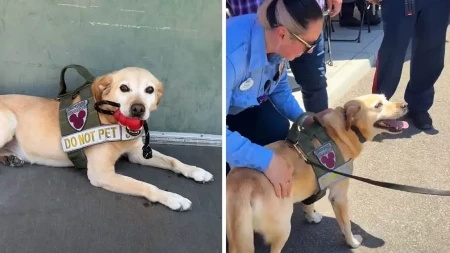 Dirljiv oproštaj u Diznilendu: Pas obezbjeđenja nakon šest godina službe otišao u penziju (VIDEO)