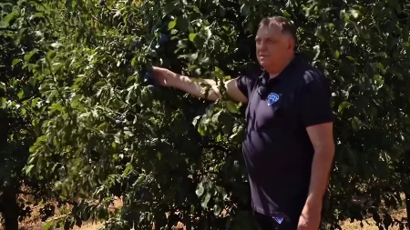 Dodik bere šljive: Simbol srpstva, tradicije i karaktera