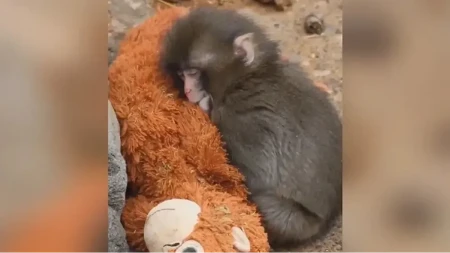 Cijeli svijet je plakao zbog ovog majmuna, a novi snimci donijeli su srećan preokret (VIDEO)