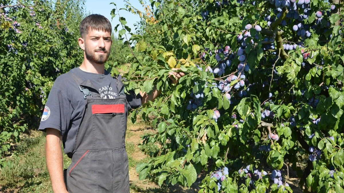 Petar peče prvu prepečenicu: Zamirisala rakija cerovljanskim krajem