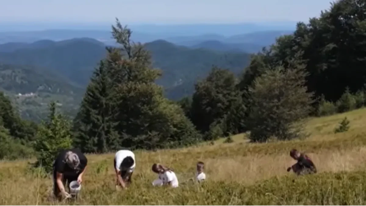 Plavo zlato Vučje planine: Zašto su divlje borovnice sa ove planine tražene širom regije (VIDEO)