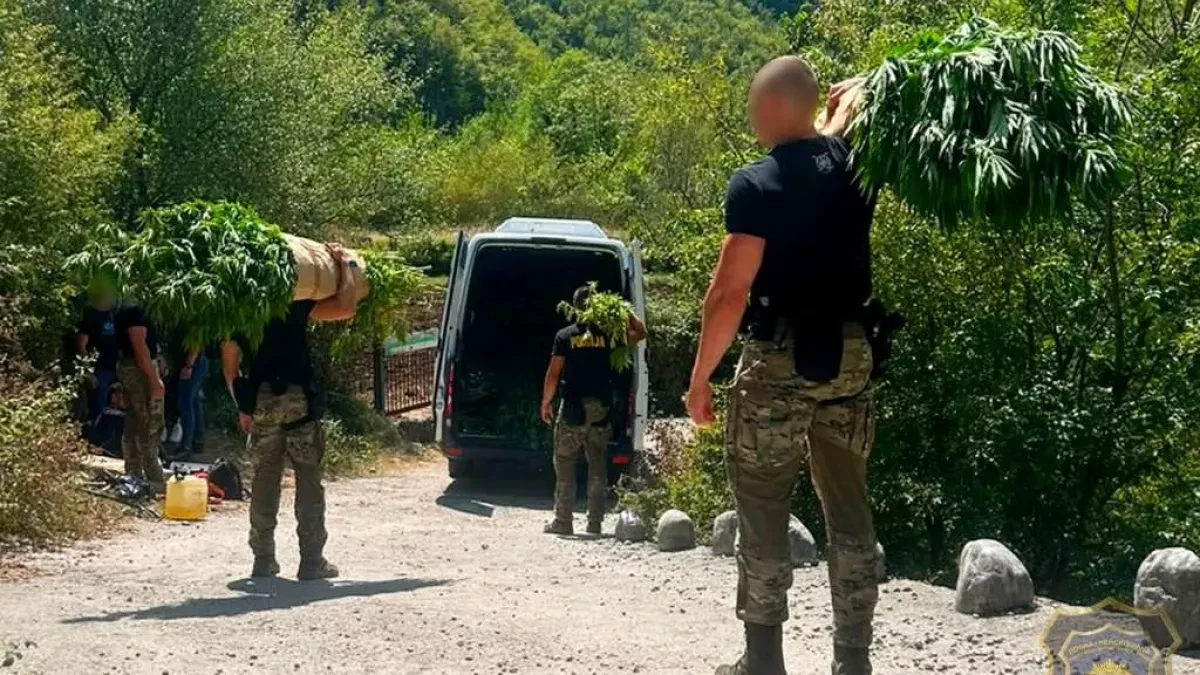 Na 12 plantaža u Drežnici pronađeno 1.679 stabljika Kanabisa