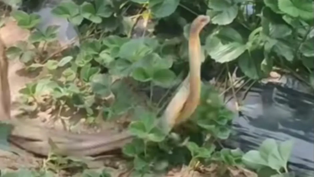 Snimak izazvao hiljade reakcija: Zmije "plešu" u jagodama (VIDEO)