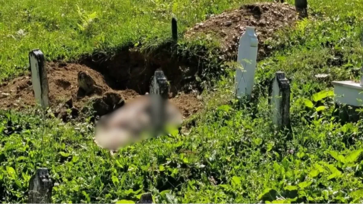 Šok u Travniku: Medvjed raskopao grob
