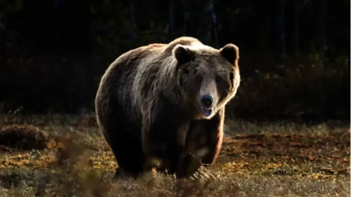Medvjed napao lovca: Čuo sam kako mi kosti pucaju