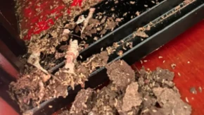 Nestvarno: Žena otvorila sef i zatekla noćnu moru - insekti joj doslovno pojeli životnu ušteđevinu