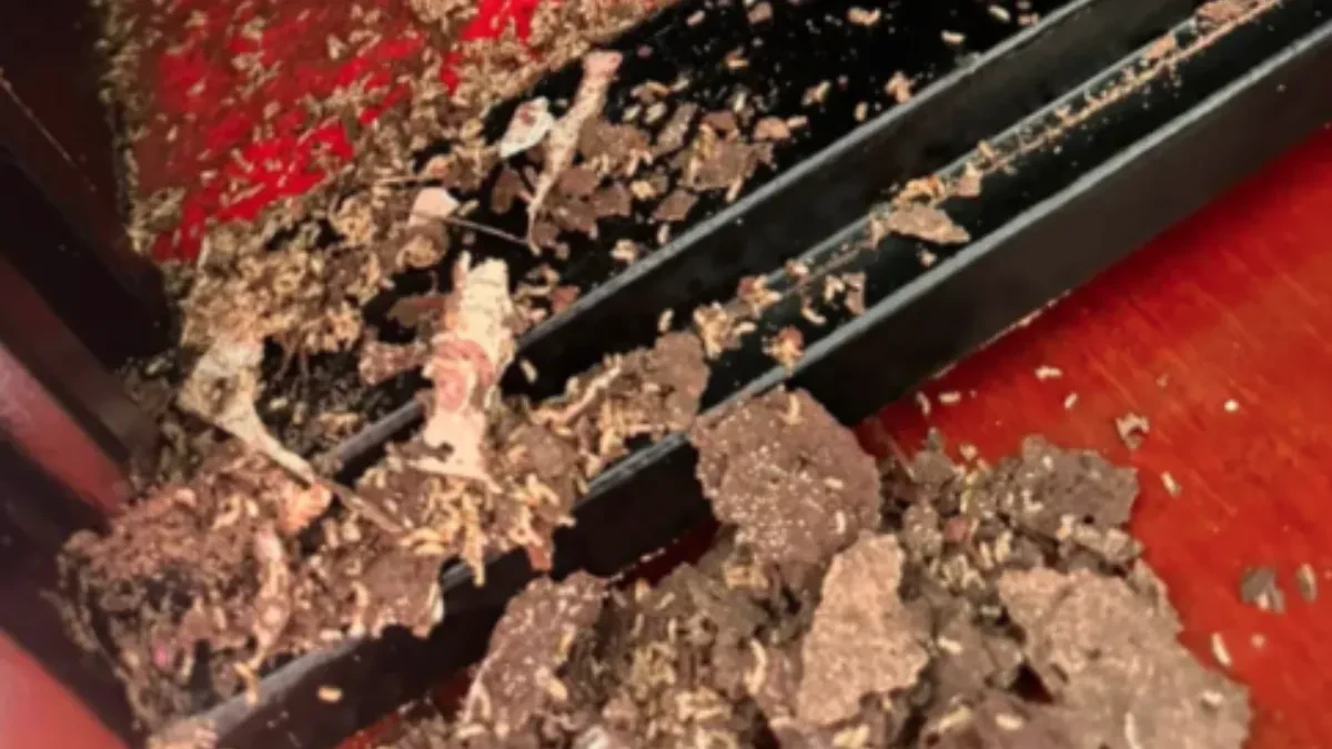 Nestvarno: Žena otvorila sef i zatekla noćnu moru - insekti joj doslovno pojeli životnu ušteđevinu