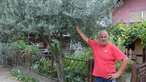 Dušan Grčić donio u Gradišku dalmatinski duh: Nar, masline, kivi, grožđe i smokva rastu kao u Kistanju