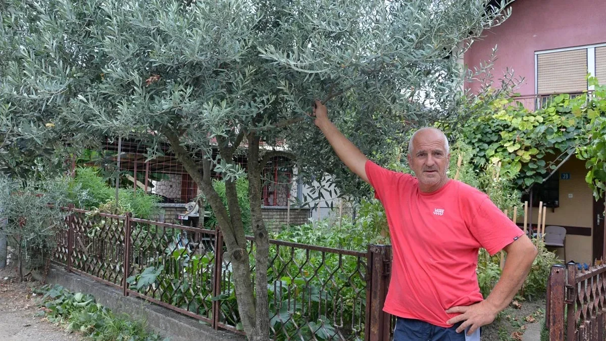 Dušan Grčić donio u Gradišku dalmatinski duh: Nar, masline, kivi, grožđe i smokva rastu kao u Kistanju