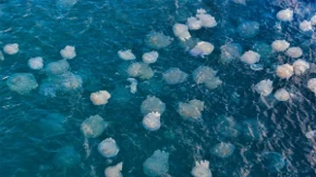 Jadran preplavljen meduzama: Snimak iz Rovinja šokirao turiste (VIDEO)