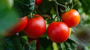 Bašta u avgustu traži pažnju: Kako sačuvati biljke i produžiti berbu