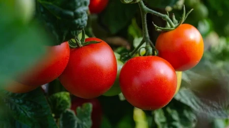 Bašta u avgustu traži pažnju: Kako sačuvati biljke i produžiti berbu