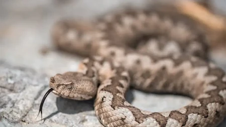 Banjalučanin zatekao zmiju na stepenicama, mačka mu pomogla da je se "riješe" (VIDEO)