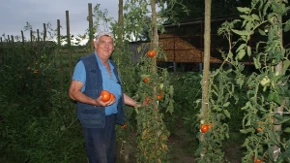Josip Barišić demantuje glasine da nema dobrog paradajza na otvorenom: Koristi sjeme iz prošlog vijeka i kolje dugo tri metra
