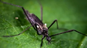 Virus groznice Zapadnog Nila registrovan kod vrana u Zagrebu