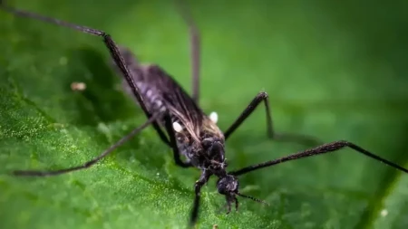 Virus groznice Zapadnog Nila registrovan kod vrana u Zagrebu