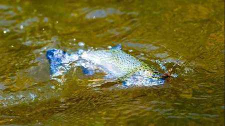 Ekološki incident u Hrvatskoj: Otpadne vode i visoke temperature uzrokovale masovni pomor ribe u Savi