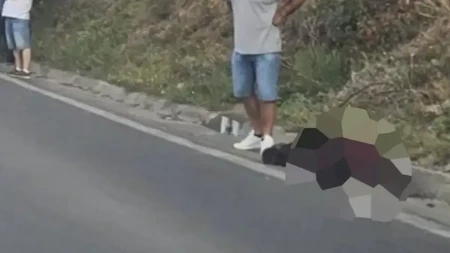 Otkriveno šta se tačno desilo sa medvjedom stradalim na putu u BiH