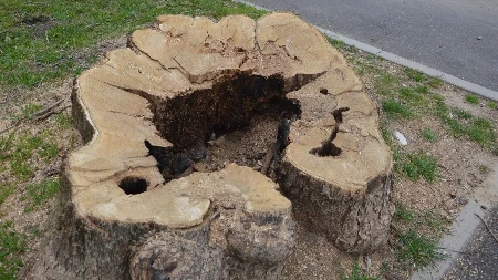 Panj vam uništava dvorište? Evo kako da ga se riješite bez teškog kopača i uništavanja trave