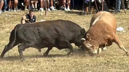 Tradicionalna bodljavina bikova krunisala 61. "Kočićev zbor" na Manjači