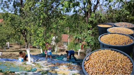 Nema dobre rakije bez složne akcije: U Šargovcu za dan nakupili 45 metara šljiva (FOTO)