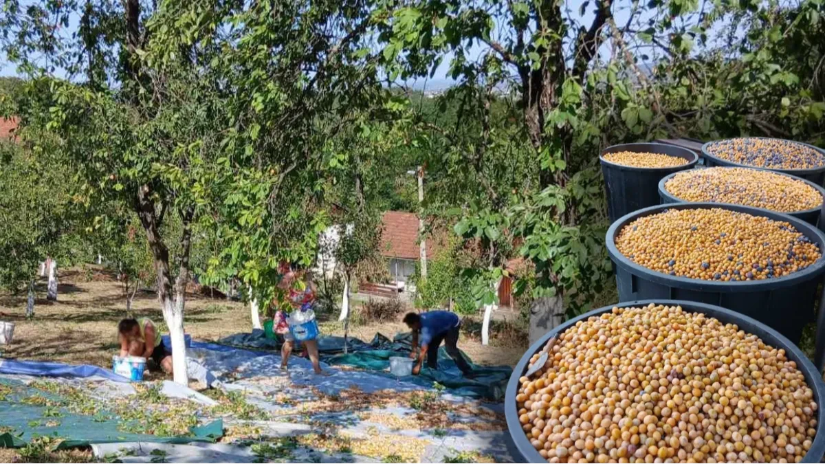 Nema dobre rakije bez složne akcije: U Šargovcu za dan nakupili 45 metara šljiva (FOTO)