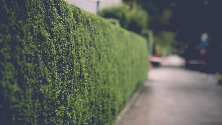 Prirodni rastvor čini čuda za živu ogradu: Raste bujnije nego ikad