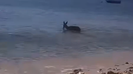 Dirljiv prizor iz prirode: Srna pokazala kako podnosi ljetne vrućine (VIDEO)