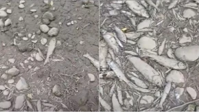 Presušila pritoka Vrbasa: Masovni pomor ribe na ušću Turjanice (VIDEO)