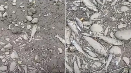 Presušila pritoka Vrbasa: Masovni pomor ribe na ušću Turjanice (VIDEO)