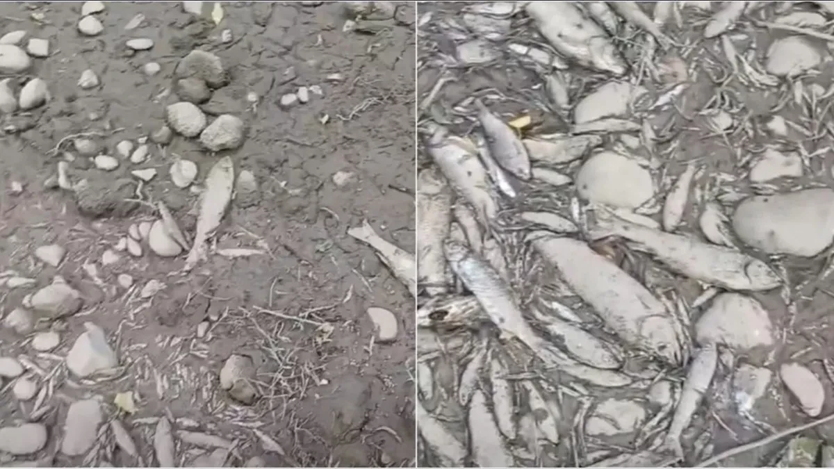 Presušila pritoka Vrbasa: Masovni pomor ribe na ušću Turjanice (VIDEO)