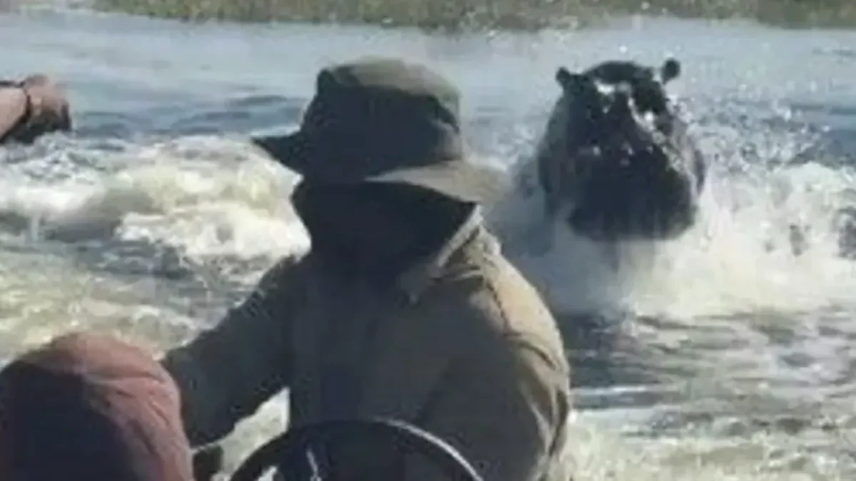 Dramatičan safari u Bocvani: Nilski konj jurio čamac sa turistima (VIDEO)