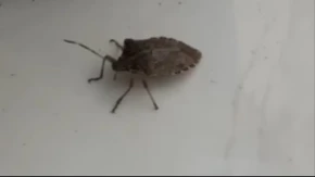 Zaštitite dom od smrdibuba prije najezde koja nam se sprema