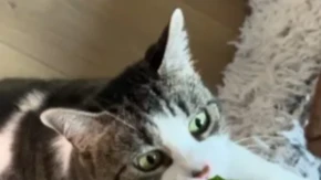 Da li je zdravo da mačke spavaju sa vama u istom krevetu?