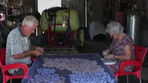 Od katedre do plastenika: Penzionisani profesori razvili novu tehnologiju sušenja šljiva