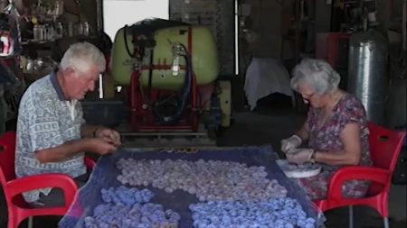Od katedre do plastenika: Penzionisani profesori razvili novu tehnologiju sušenja šljiva