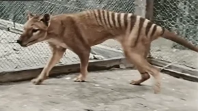 Tasmanijski tigar bi uskoro mogao ponovo hodati Zemljom
