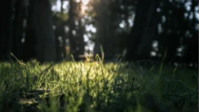 Kada je najbolje kositi travu u jesen? Stručnjaci otkrivaju idealno vrijeme