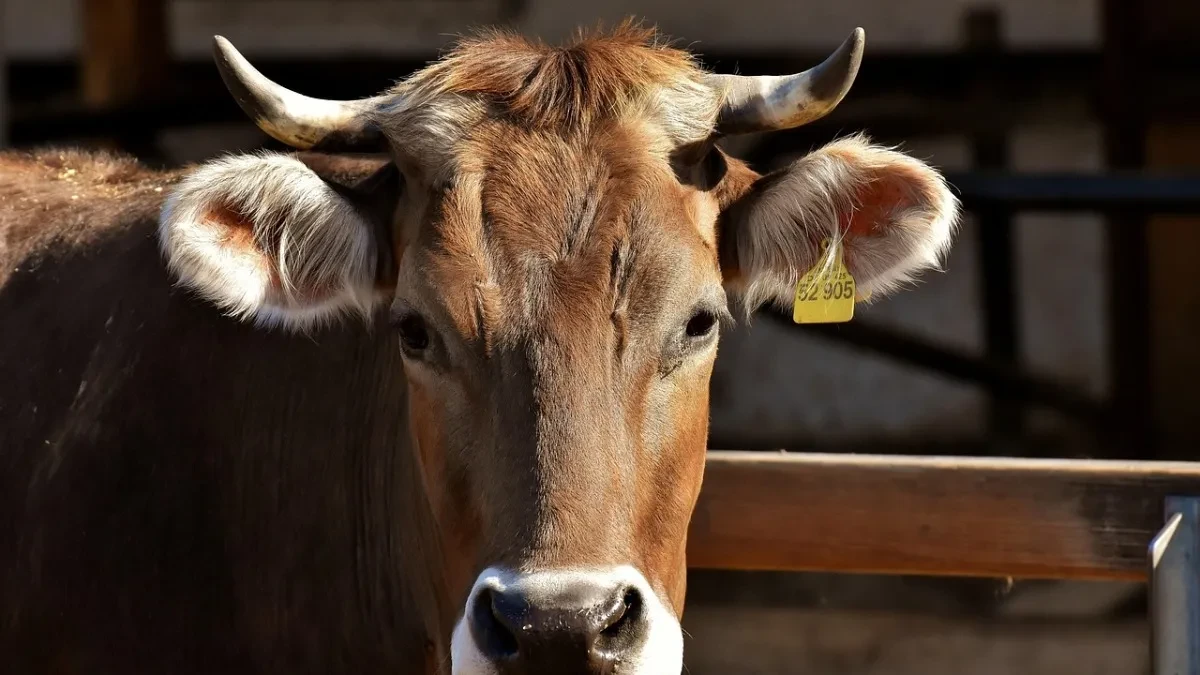 Bračni par u Hrvatskoj prijetio veterinaru da će ga probosti vilama