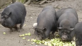 Sve više Srba drži vijetnamske svinje u stanovima: Mogu da se naviknu na pelene