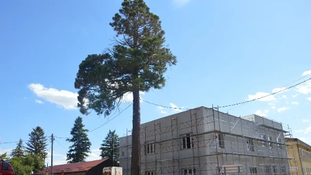 Stablo sekvoje u Gradišci visoko kao četverospratna zgrada: Za zdravlje drveta postaraće se profesori sa Šumarskog fakulteta