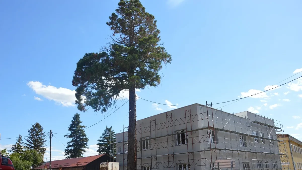 Stablo sekvoje u Gradišci visoko kao četverospratna zgrada: Za zdravlje drveta postaraće se profesori sa Šumarskog fakulteta