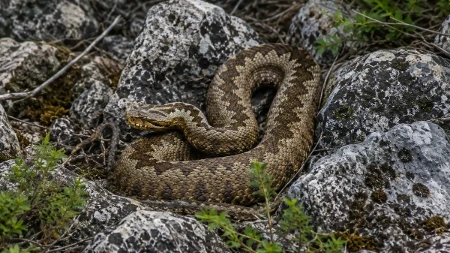 Nesvakidašnji prizor: Na grani drveta uslikan šarplaninski poskok, najotrovnija zmija u Evropi